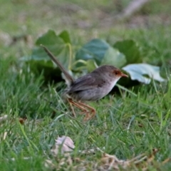 Malurus cyaneus at Parkes, ACT - 25 Nov 2018