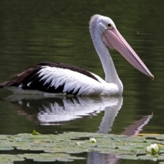 Pelecanus conspicillatus (Australian Pelican) at Mount Ainslie to Black Mountain - 25 Nov 2018 by RodDeb