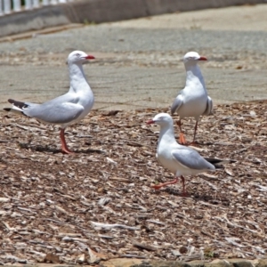 Chroicocephalus novaehollandiae at Parkes, ACT - 25 Nov 2018