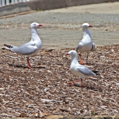 Chroicocephalus novaehollandiae (Silver Gull) at Mount Ainslie to Black Mountain - 25 Nov 2018 by RodDeb