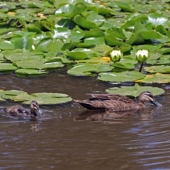 Anas superciliosa (Pacific Black Duck) at Commonwealth & Kings Parks - 25 Nov 2018 by RodDeb