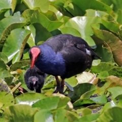 Porphyrio melanotus (Australasian Swamphen) at Parkes, ACT - 25 Nov 2018 by RodDeb