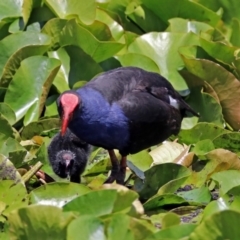 Porphyrio melanotus (Australasian Swamphen) at Mount Ainslie to Black Mountain - 25 Nov 2018 by RodDeb