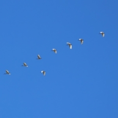 Threskiornis molucca (Australian White Ibis) at Mount Ainslie to Black Mountain - 25 Nov 2018 by RodDeb