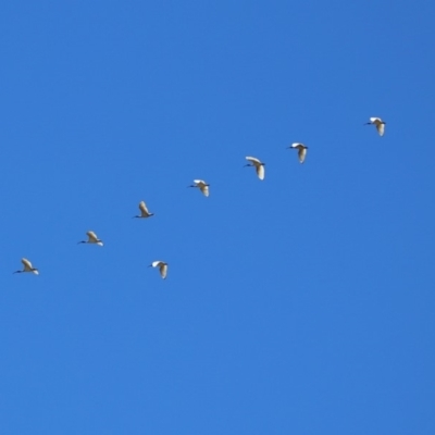 Threskiornis molucca (Australian White Ibis) at Mount Ainslie to Black Mountain - 25 Nov 2018 by RodDeb