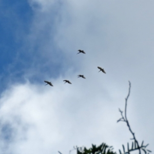 Threskiornis molucca at Parkes, ACT - 25 Nov 2018