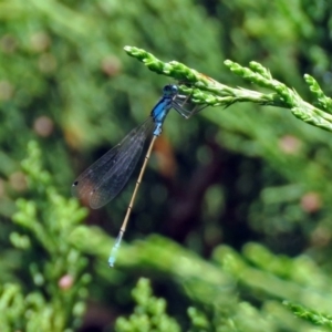 Ischnura heterosticta at Parkes, ACT - 25 Nov 2018