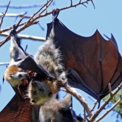 Pteropus poliocephalus (Grey-headed Flying-fox) at Commonwealth & Kings Parks - 25 Nov 2018 by RodDeb