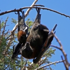 Pteropus poliocephalus at Canberra, ACT - 25 Nov 2018 12:27 PM