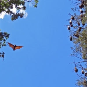 Pteropus poliocephalus at Canberra, ACT - 25 Nov 2018