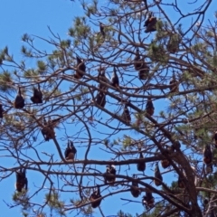 Pteropus poliocephalus at Canberra, ACT - 25 Nov 2018 12:27 PM