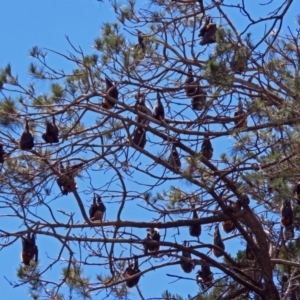 Pteropus poliocephalus at Canberra, ACT - 25 Nov 2018