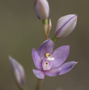 Thelymitra alpina at Cotter River, ACT - 25 Nov 2018