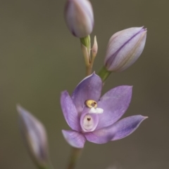 Thelymitra alpina (Mountain Sun Orchid) at Cotter River, ACT - 25 Nov 2018 by GlenRyan