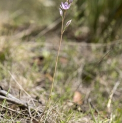 Thelymitra alpina at Cotter River, ACT - 25 Nov 2018