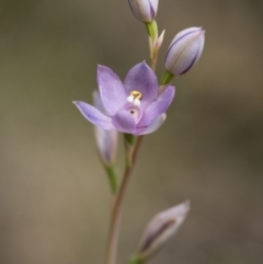 Thelymitra alpina at Cotter River, ACT - 25 Nov 2018