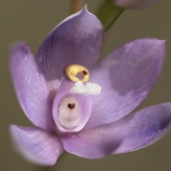 Thelymitra alpina at Cotter River, ACT - 25 Nov 2018