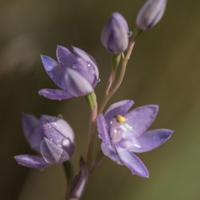 Thelymitra alpina (Mountain Sun Orchid) at Cotter River, ACT - 25 Nov 2018 by GlenRyan