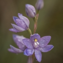 Thelymitra alpina at Cotter River, ACT - 25 Nov 2018