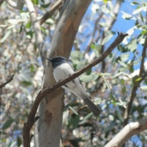 Myiagra cyanoleuca at Dunlop, ACT - 25 Nov 2018