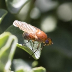 Lauxaniidae (family) (Unidentified lauxaniid fly) at Illilanga & Baroona - 9 Nov 2018 by Illilanga