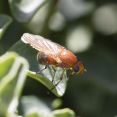 Lauxaniidae (family) (Unidentified lauxaniid fly) at Michelago, NSW - 9 Nov 2018 by Illilanga