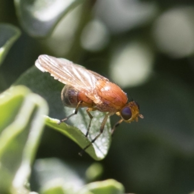 Lauxaniidae (family) (Unidentified lauxaniid fly) at Michelago, NSW - 9 Nov 2018 by Illilanga
