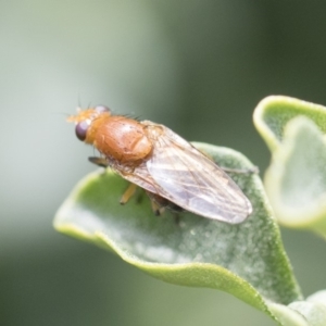 Lauxaniidae (family) at Michelago, NSW - 10 Nov 2018