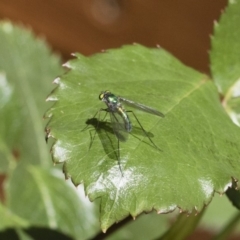 Austrosciapus sp. (genus) (Long-legged fly) at Michelago, NSW - 10 Nov 2018 by Illilanga