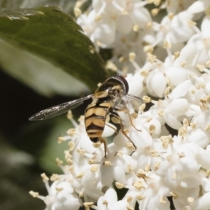 Simosyrphus grandicornis at Michelago, NSW - 10 Nov 2018