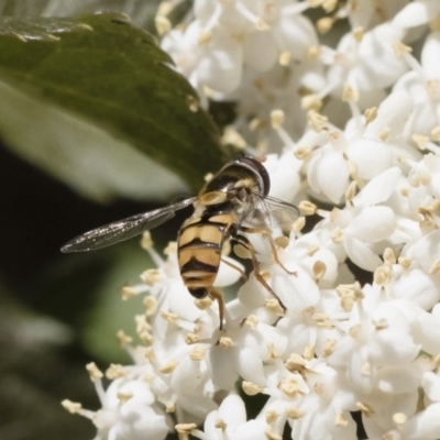 Simosyrphus grandicornis (Common hover fly) at Illilanga & Baroona - 9 Nov 2018 by Illilanga