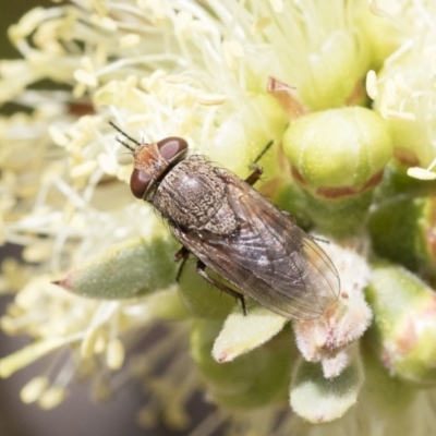 Rhiniidae sp. (family) (Snout fly) at Michelago, NSW - 10 Nov 2018 by Illilanga