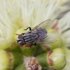 Sarcophagidae sp. (family) (Unidentified flesh fly) at Illilanga & Baroona - 9 Nov 2018 by Illilanga