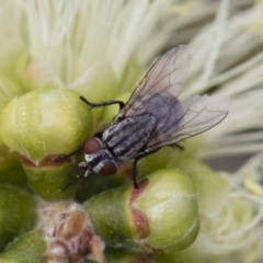 Sarcophagidae (family) at Michelago, NSW - 10 Nov 2018 10:08 AM