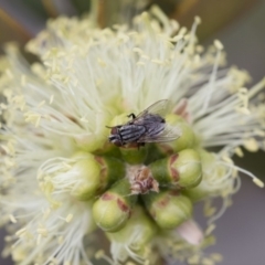 Sarcophagidae (family) at Michelago, NSW - 10 Nov 2018 10:08 AM