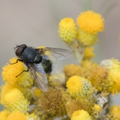 Unverified True fly (Diptera) at Illilanga & Baroona - 28 Dec 2017 by Illilanga