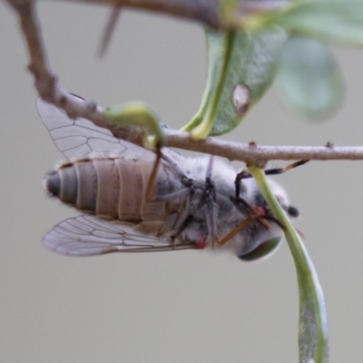 Tabanidae (family) (Unidentified march or horse fly) at Michelago, NSW - 3 Jan 2018 by Illilanga