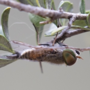 Tabanidae (family) at Michelago, NSW - 3 Jan 2018