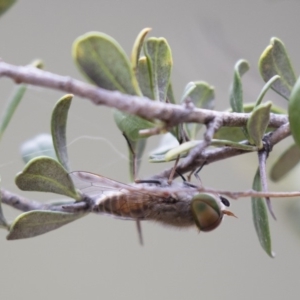Tabanidae (family) at Michelago, NSW - 3 Jan 2018
