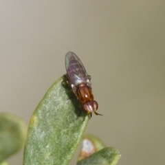 Chloropidae (family) (Frit fly) at Michelago, NSW - 5 Nov 2017 by Illilanga