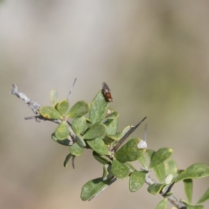 Chloropidae (family) at Michelago, NSW - 5 Nov 2017