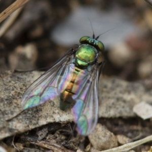 Dolichopodidae (family) at Michelago, NSW - 26 Oct 2017 12:38 PM