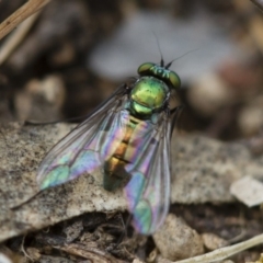 Dolichopodidae (family) (Unidentified Long-legged fly) at Illilanga & Baroona - 26 Oct 2017 by Illilanga