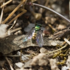 Dolichopodidae (family) at Michelago, NSW - 26 Oct 2017