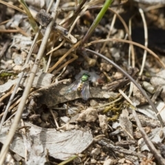 Dolichopodidae (family) at Michelago, NSW - 26 Oct 2017 12:38 PM