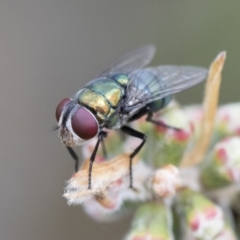 Calliphoridae (family) (Unidentified blowfly) at Illilanga & Baroona - 9 Nov 2018 by Illilanga