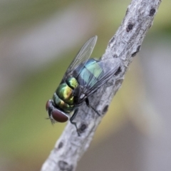 Calliphoridae (family) at Michelago, NSW - 10 Nov 2018 10:11 AM