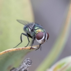 Calliphoridae (family) at Michelago, NSW - 10 Nov 2018 10:11 AM