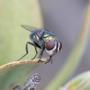 Calliphoridae (family) at Michelago, NSW - 10 Nov 2018