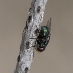 Calliphoridae (family) at Michelago, NSW - 10 Nov 2018 10:11 AM